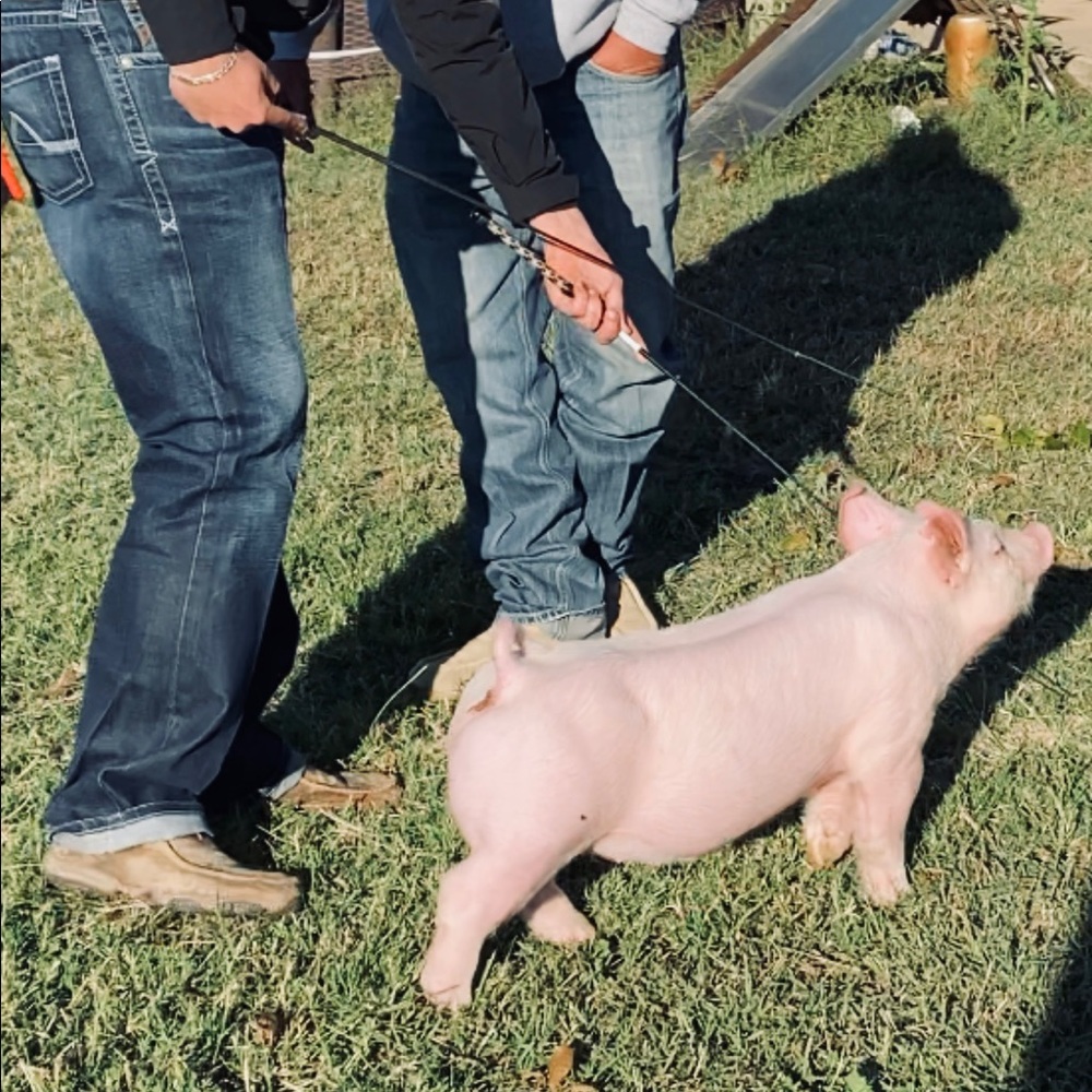 Meet your Posher, Lyrik